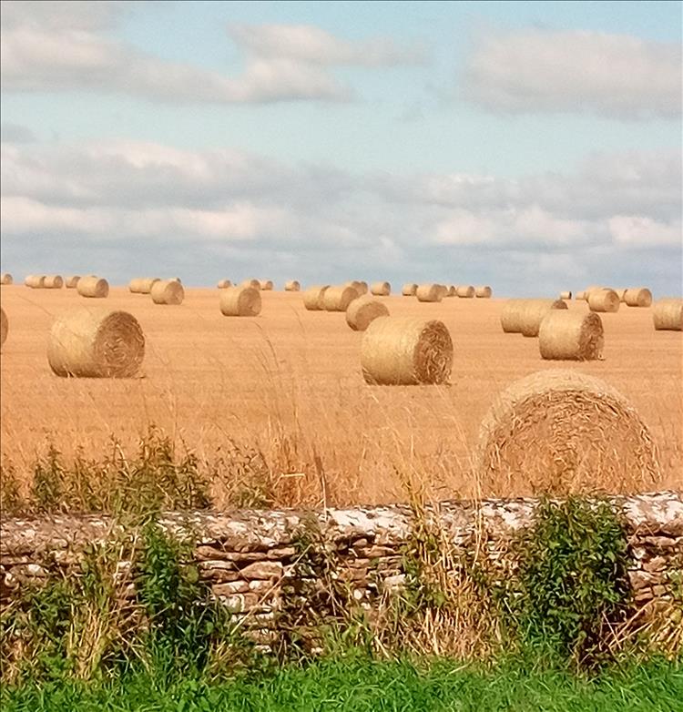 Golden big fat round hay bales on the dried grass of a field in Gloucestershire