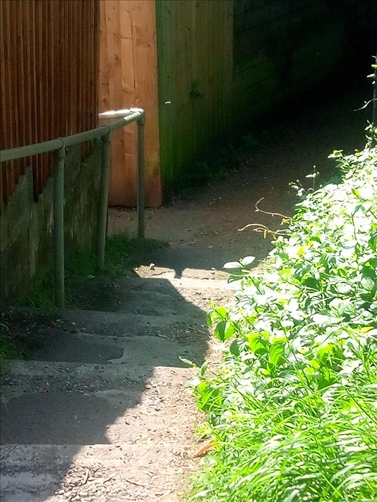 narrow gravel stairs, fence panels and an overgrown lane is the only escape route