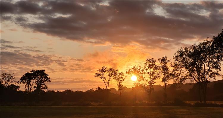 A vivid orange sunset against light clouds and the trees outlined against the sky