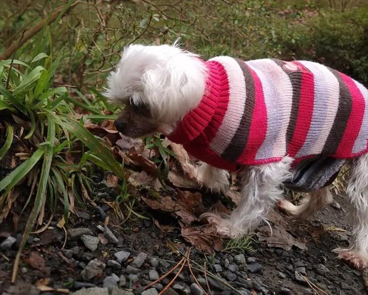 Peggy the dog
