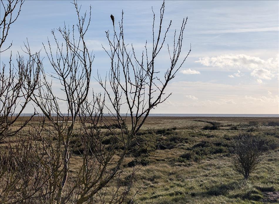 A leafless tree in the forground, flat hardy grasses and the sea in the far distance