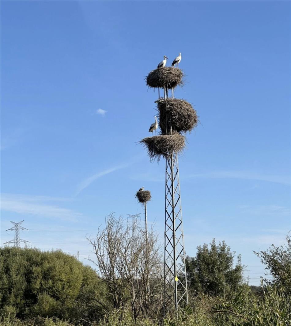 A trellis steel tower with 3 clumps of grass and twigs forming storks nests with storks still in them