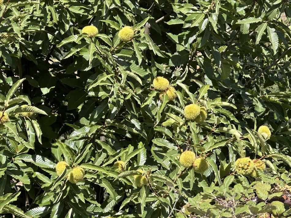Lush green plant with green-yellow fluffy seed balls 