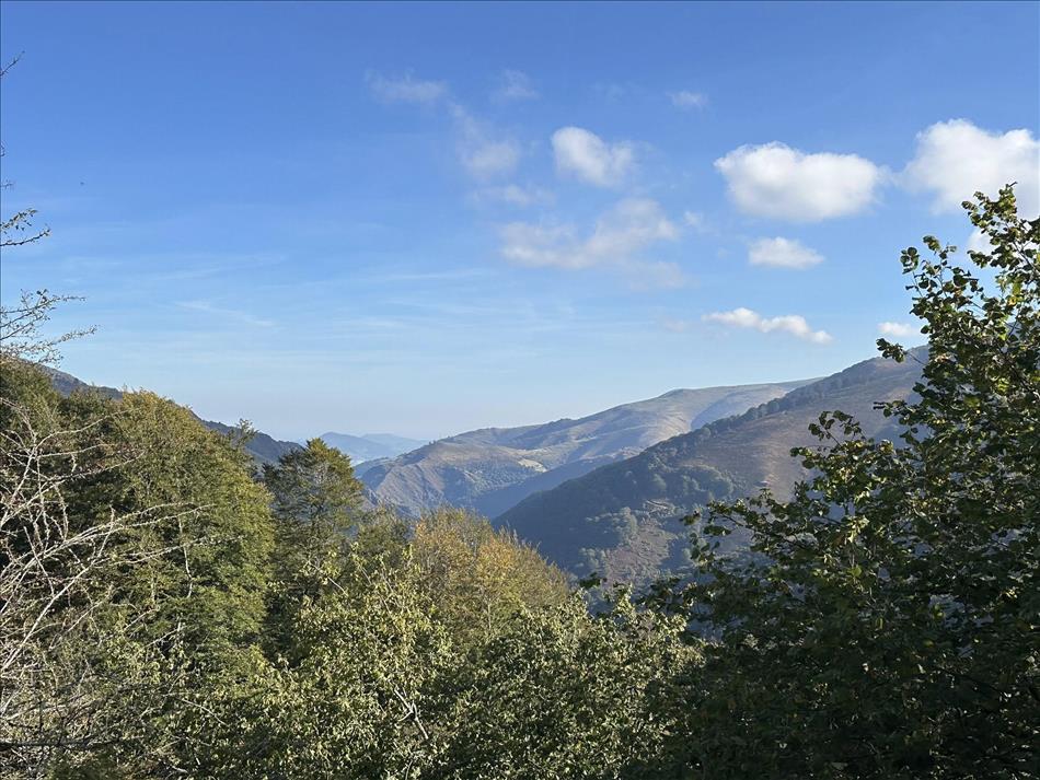 Blue skies and tree filled angular hills and folds in the land seen between more trees