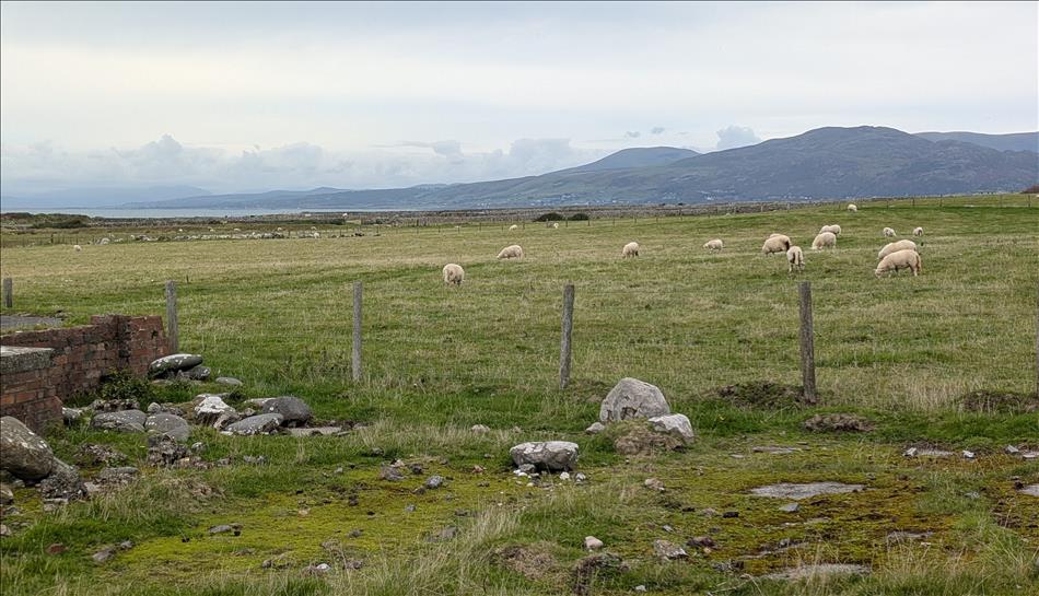 Sheep in a field, rocks and grass, mountains and the sea in the distance