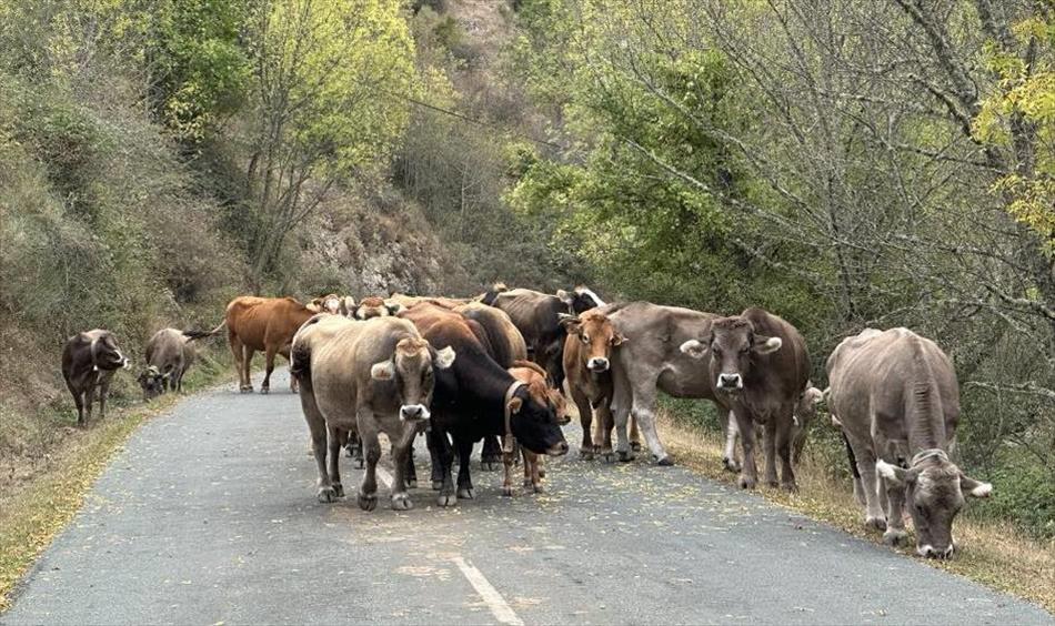 A small herd of cows loiters and blocks the entire road