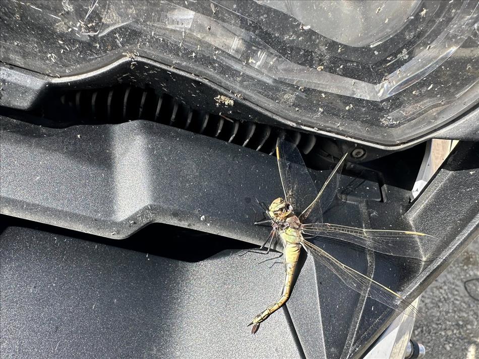 A gold-yellow dragonfly squished into Andy's headlight