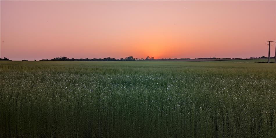 A deep orange sunset and in the foreground the flax in fading light