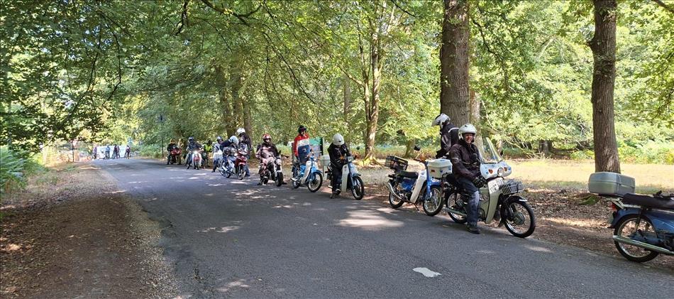 On a narrow lane deep in trees a whole string of C90s and more modern interations are lined up