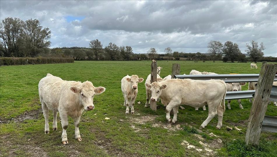 The same cows around the water and feeding station in the field